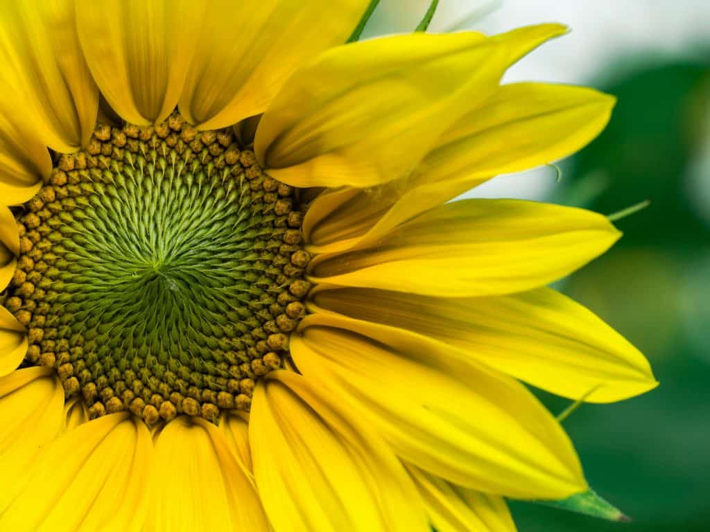 large yellow sunflower