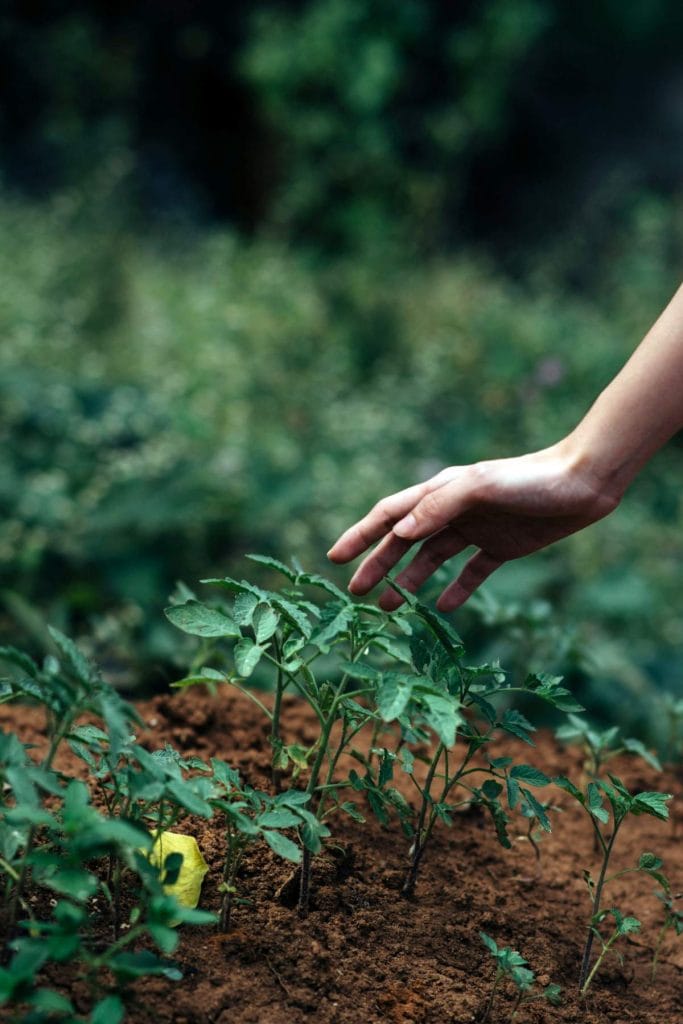 man planting a new seedling into the ground
