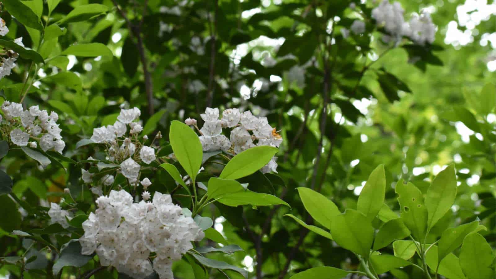 light purple spring flowers with many leaves