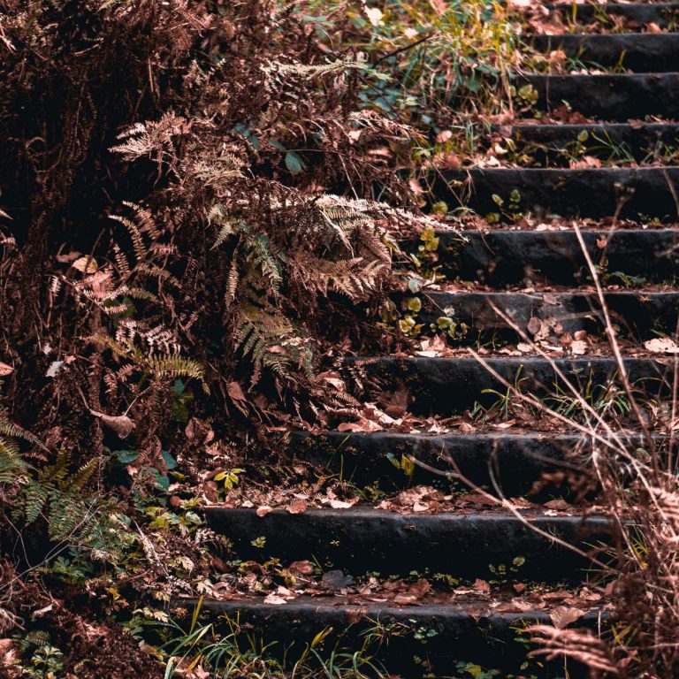 overgrown natural staircase