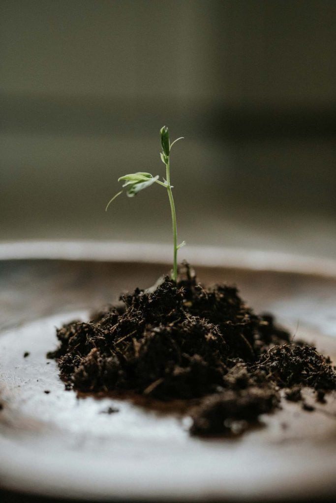 small seedling in a mound of dirt