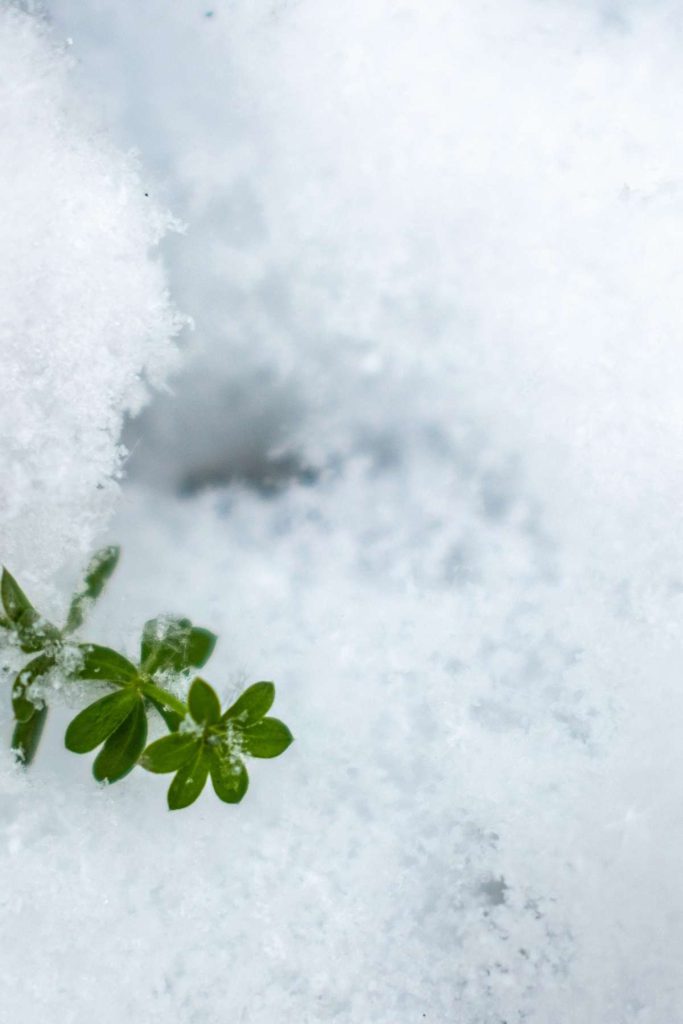 snow covered ground with plant peaking through