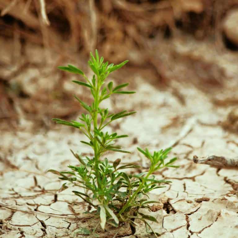 green plant growing in dead soil