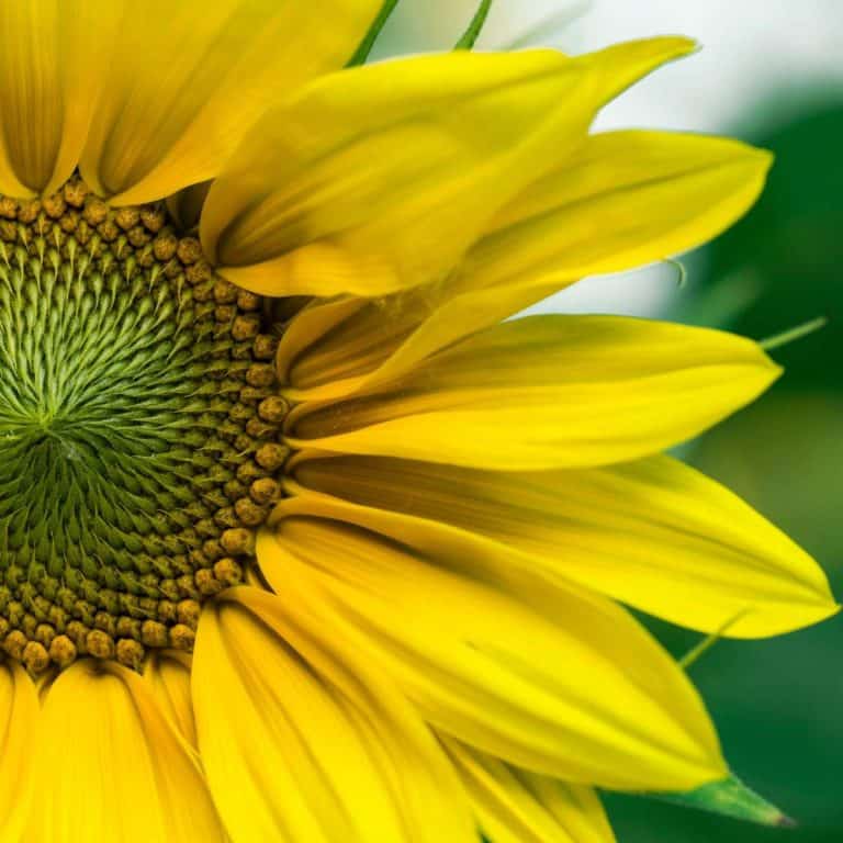 giant yellow sunflower close up