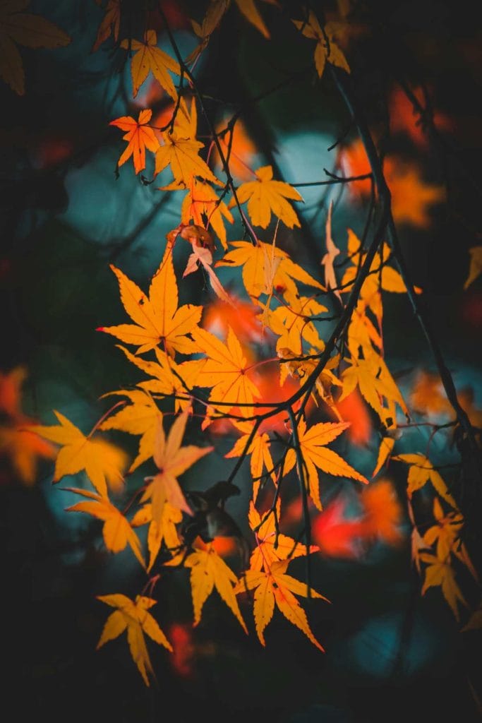 fall colored leaves in front of a dark background