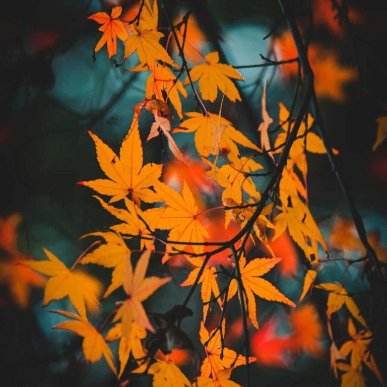 yellow and red leaves at night