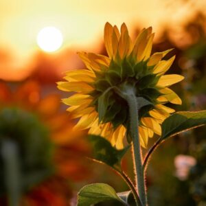 sunflower facing a sunset