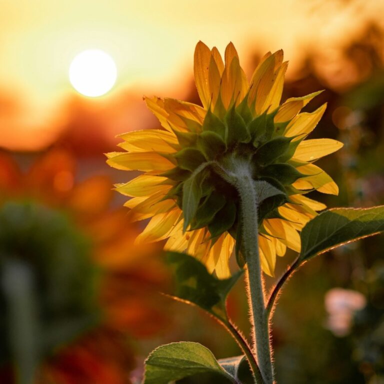 sunflower facing a sunset
