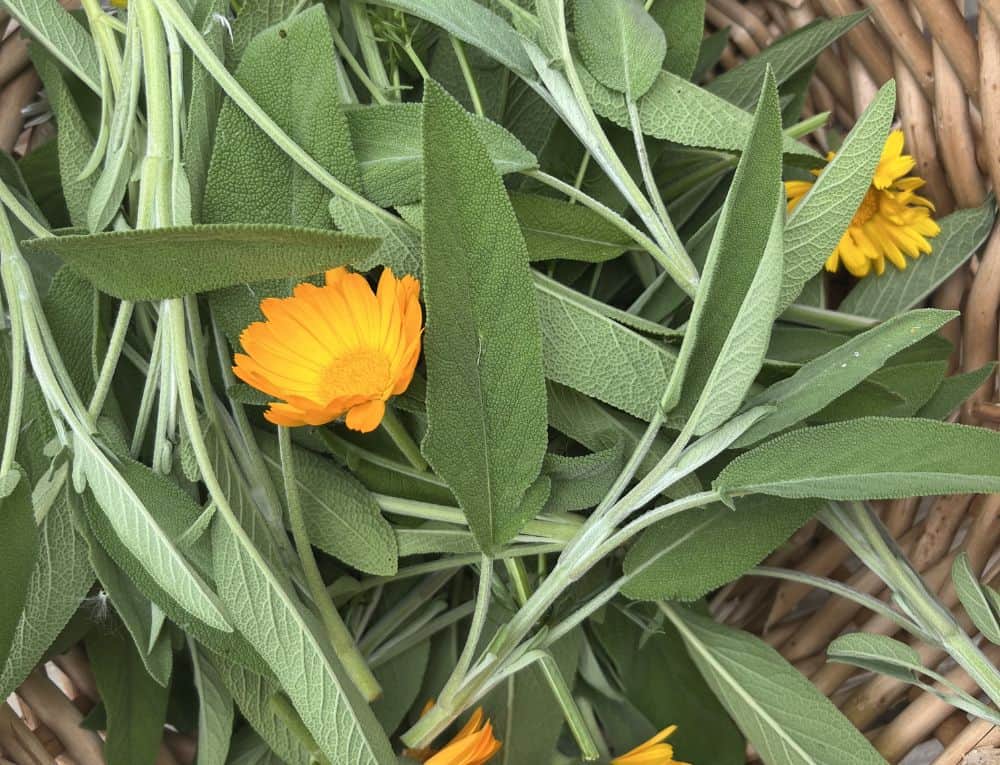 calendula and sage in a basket