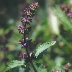 purple wild flower